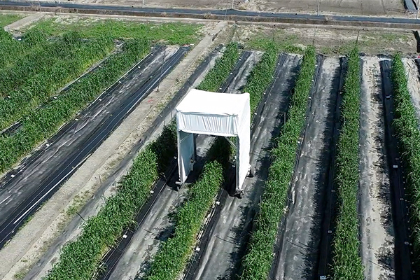 今回開発した高速フェノタイピングローバーを実際に野外で運用している様子