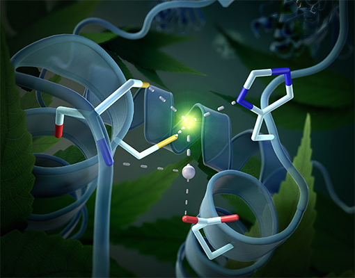 本研究の概要図
