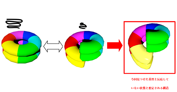 Hsp104の反応サイクルと構造変化