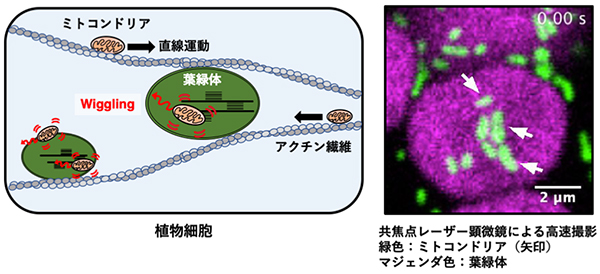 本研究の概要図