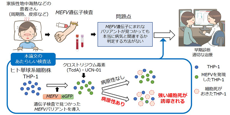 本研究の概要図