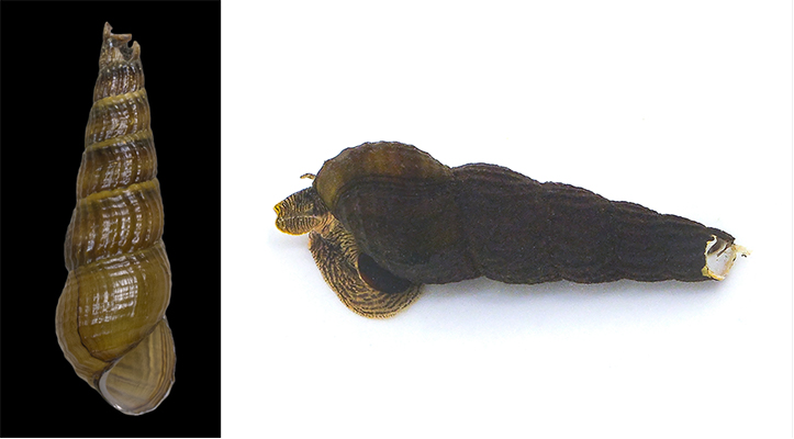 サザナミカワニナの成貝殻（左）と生体（右）