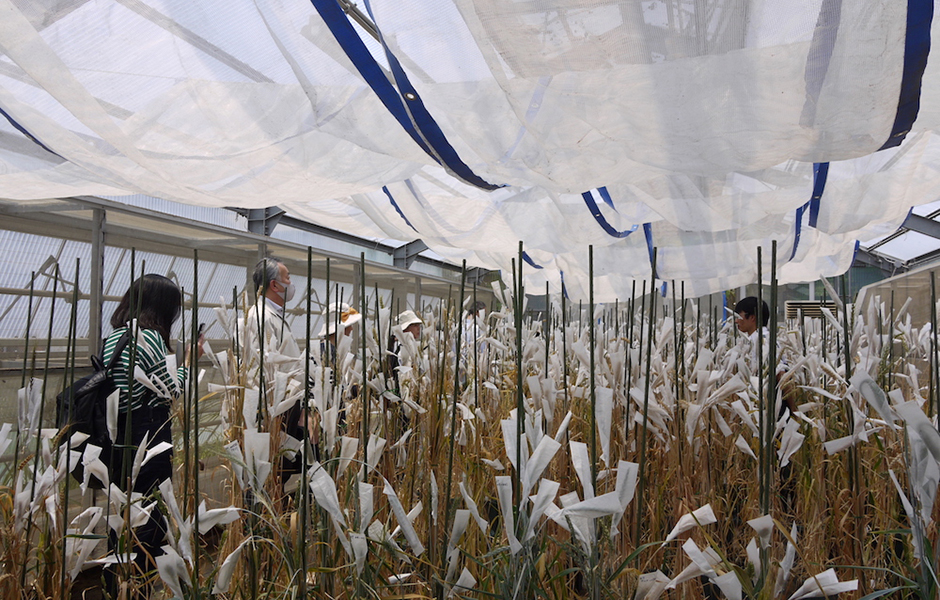 文章を入れてください