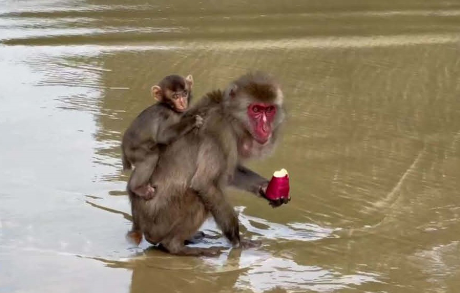 文章を入れてください