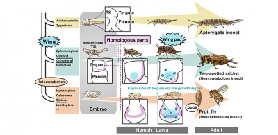 文章を入れてください