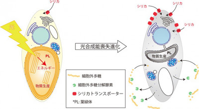 文章を入れてください