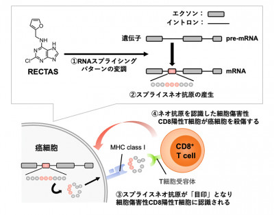 文章を入れてください