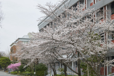 文章を入れてください