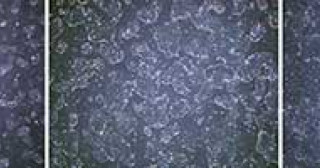 本研究の概要図