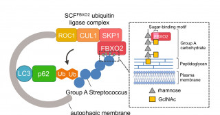 人食いバクテリアを認識して免疫を活性化させる仕組みを解明−FBXO2が細菌の表層糖鎖を感知してオートファジーを制御する−