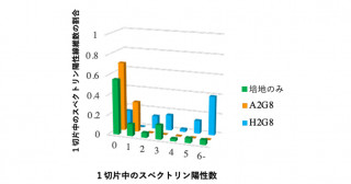 マウスの横隔膜にヒトiPS細胞から作った骨格筋幹細胞を移植する〜デュシェンヌ型筋ジストロフィーの呼吸筋治療に向けた横隔膜移植方法の確立〜