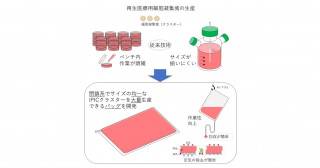 均一な膵島様細胞凝集塊の大規模生産のためのマイクロウェルバッグ培養