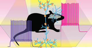 When neurons behave like a double-edged sword