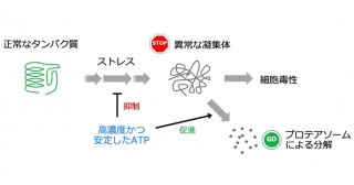 高濃度のATPがタンパク質の異常な凝集を防ぐ―細胞内ATPの新たな役割を発見、神経変性疾患の発症に関与する可能性―