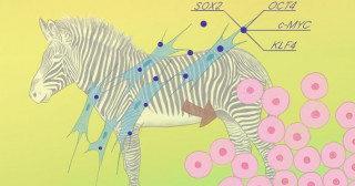 グレビーシマウマiPS細胞の樹立に成功