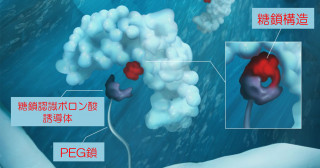 糖鎖の違いで糖タンパク質を見分ける新技術―抗体分離、ウイルス変異検出の高度化―