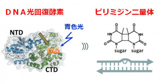 DNA光回復酵素のFAD光還元反応をXFEL時分割構造解析にて解明
