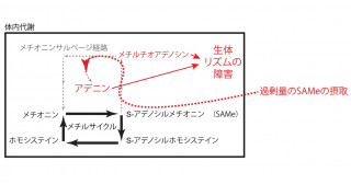 過剰なS-アデノシルメチオニンは、メチル化を阻害し生体リズムを障害する