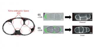 Mind the gap: Space inside eggs steers first few steps of life