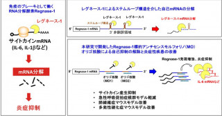 炎症性疾患を制御する新たな核酸医薬の開発―免疫のブレーキであるレグネース-1の自己制御を標的に過剰免疫を抑制する試み―