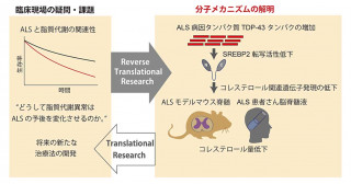 筋萎縮性側索硬化症（ALS）病因タンパク質TDP-43はコレステロール合成を制御する〜ALSにおける脂質代謝異常と栄養療法の分子メカニズム探索〜
