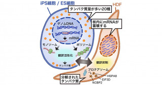 ヒトのiPS細胞やES細胞の生存に必要な遺伝子の発見～これまで見過ごされていた、タンパク質レベルで量が制御されている遺伝子群の制御機構解明に向けて～