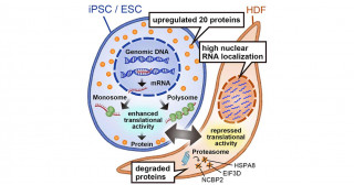 Discovery of genes required for survival of human iPS and ES cells