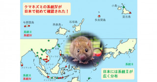 クマネズミ系統 IV を琉球列島南部で発見―日本における複数系統の進化史を紐解く―