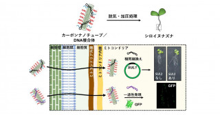 カーボンナノチューブで植物に遺伝子を送り込む－植物ミトコンドリアの効率的な遺伝子改変が可能に－