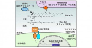 植物が病原菌特有の脂質を認識するしくみ―ジャガイモ疫病菌のスフィンゴ脂質に対する受容体の発見―