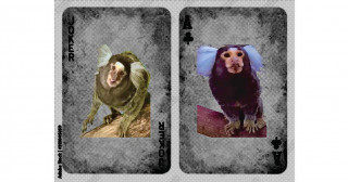 Some monkeys might pull a poker face