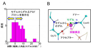タンパク質の立体構造解析に新たなモデルを提唱―より正確な立体構造の観測や予測を実現！生命科学研究の進展に寄与―