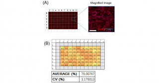Invention of technology to create mature skeletal muscle cells from iPS cells without genetic manipulation