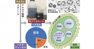 廃棄物から生分解性プラスチック素材へ―大気窒素活用型発酵生産への展開―