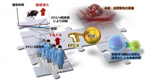 EP2/4阻害薬による抗腫瘍作用の機序解明―新しいがん免疫治療薬の開発に向けて―