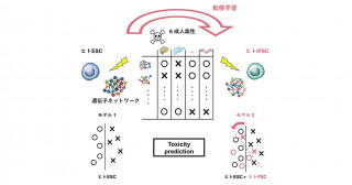 iPS細胞で人体への毒性物質をオールマイティに検出するStemPanTox