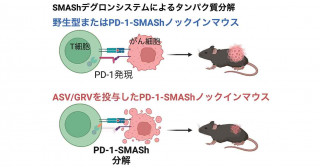 必要な時だけ標的タンパク質を壊すがん治療―薬剤投与によるマウス内在性PD-1の分解―
