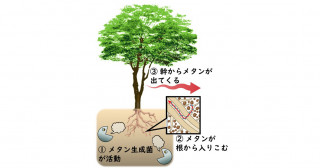木の中にガスパイプライン？―ガス漏れの場所を特定せよ！―