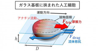 動きまわる人工細胞、その鍵は摩擦にあり～細胞が狭い空間を利用して運動する仕組みを解明～