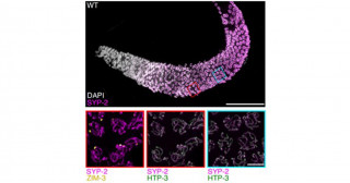 生殖細胞におけるDNA切断制御の解明―よい塩梅にDNAを切断する仕組み―