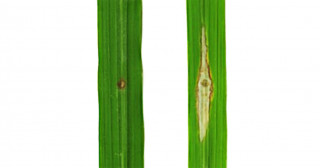 イネのいもち病抵抗性機構の解明―イネ抵抗性タンパク質の付加ドメインが擬似餌となり多様な病原菌因子を釣り上げて見破る―