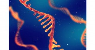 ヒト細胞内でRNA分解時に働く因子の役割を解明―細胞内におけるRNA分解機構の全容解明に期待―