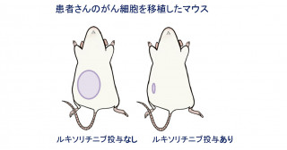 ゲノム解析から急性赤白血病の変異プロファイルと治療標的を解明―特定の遺伝子変異群の組み合わせと、特徴となる遺伝子の増幅が鍵―