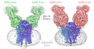 新型コロナウイルスのウイルス形成に必須の膜タンパク質の構造を解明