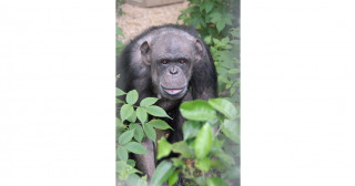 チンパンジーの肝炎感染実験の影響―寿命が短くなり肝臓や腎臓に障害