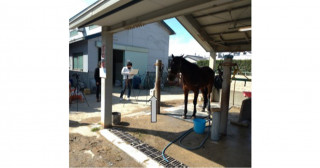 飼育ウマの呼吸数を非接触で測定することに成功―ミリ波レーダを用いた非接触バイタル測定技術の確立へ―