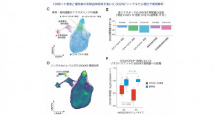「コロナ制圧タスクフォース」COVID-19疾患感受性遺伝子DOCK2の重症化機序を解明－アジア最大のバイオレポジトリーでCOVID-19の治療標的を発見－