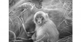 Simplified voice box enriches human speech