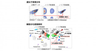 1細胞データ解析の精度が飛躍的に向上する前処理法の開発
