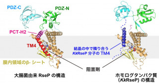 細胞膜の中ではたらく特殊なタンパク質分解酵素の構造を解明～細菌感染症の新たな治療法の開発へ期待～